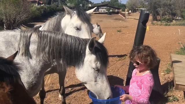 ?? The Israeli Farm: Horses, Cows - Feeding ? Израильская ферма: Лошади, Коровы - Кормление