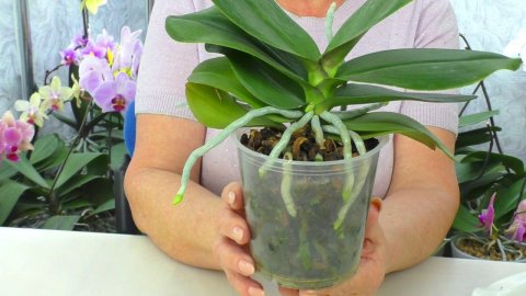 Сделайте это вовремя. Первая пересадка орхидеи после покупки... через год!