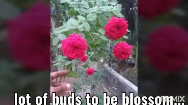 Seetha Navaneethan's home flower...