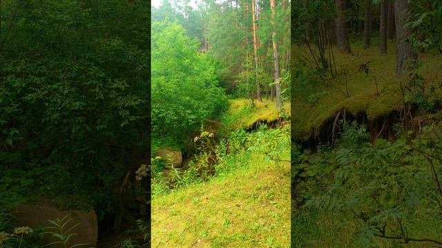 Природа Чимеево Курганской области