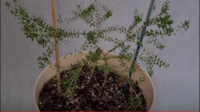 Триптомена розовая. Его больше нет. Запомним его таким.