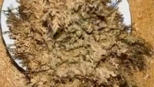 نبتة من عصر الديناصورات اسمها Selaginella lepidophylla