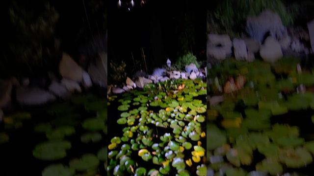 Альбиция цветение в Ростове-на-Дону