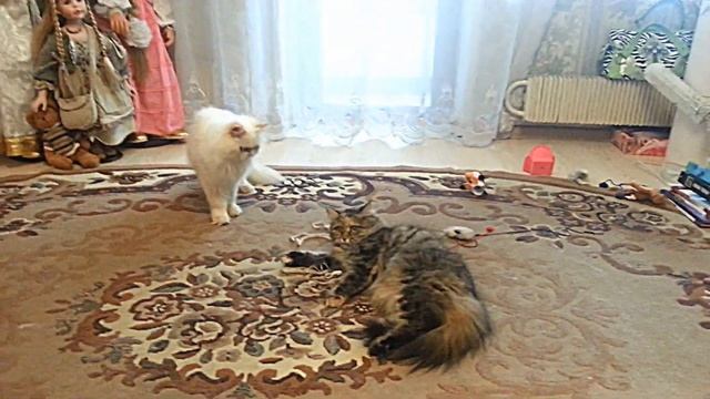 кто кого?