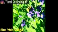 143 - 20 PURPLE FLOWER Never Seen Before| Baloon Flower, Columbine, Clematis, China Aster, Callalil