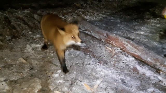Ручная лиса 🦊