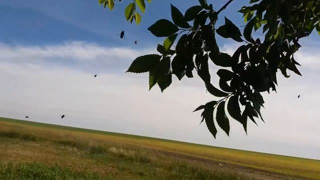 Это ШОК! Смотрите, что делают пчёлы. Пчеловодство. Ловля ОГРОМНЫХ роев.