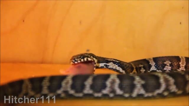 Russian Rat Snake Feeding 2 / Амурский полоз. Кормление 2 (2022)