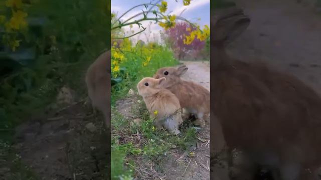 Хрум-хрум кролячья милота 🥰

#кролики #хрум #цветочки