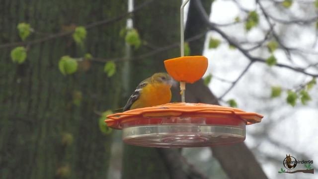 How To Attract A Baltimore Oriole To Your Backyard Feeder