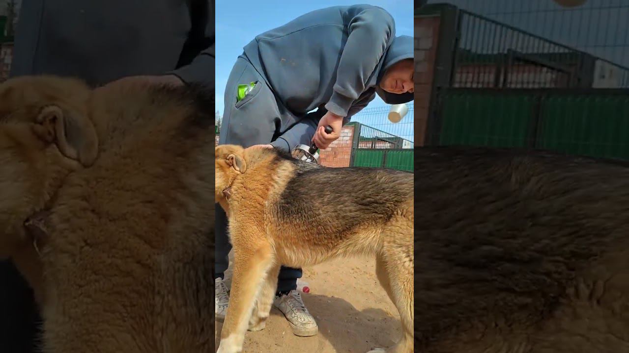 Жара на Мальдивах, ой простите - в Малинках, на Мальдивомалинках, короче #приютмалинки