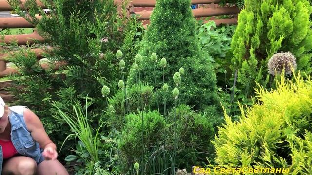 Наш САД. Работы в цветниках. Работы в ОГОРОДЕ.МУЛЬЧИРУЕМ соломой. Стрижка флокса. Мой опыт .СОВЕТЫ