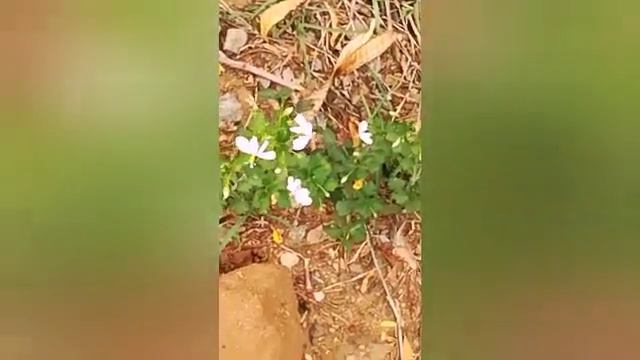 WILD FLOWERS IN SRI LANKA