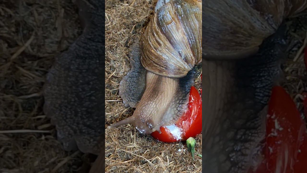 Томаты Чери любимое лакомство улиток ахатин #snailshouse #моипитомцы #animals