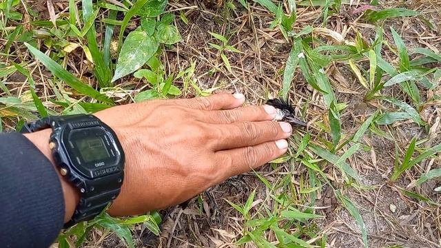BERBURU BURUNG PAKE KETAPEL KAYU BUATANKU‼️BERHASIL HEADSHOT BURUNG CANTIK, LANGSUNG OLAH DI TEMPAT