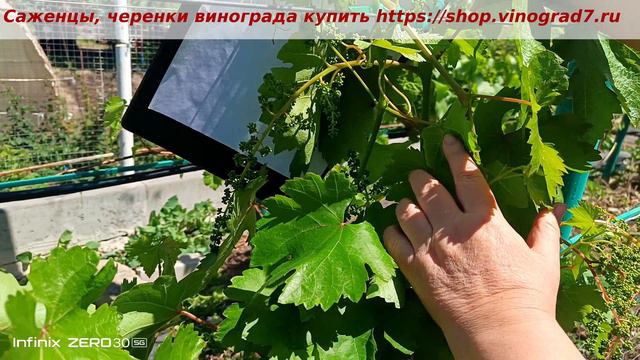 Кишмиш казантип-виноград с серьезной заявкой на первенство среди кишмишей. Соцветья, вид, вкус на 5!