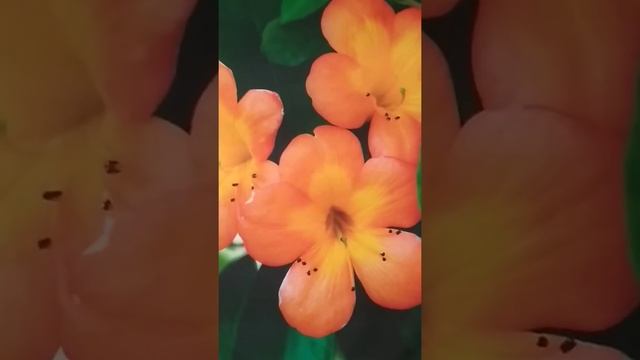 Рулонная штора с фотопечатью Экзотические цветы