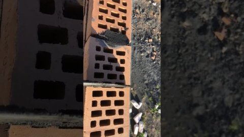 кладка облицовка