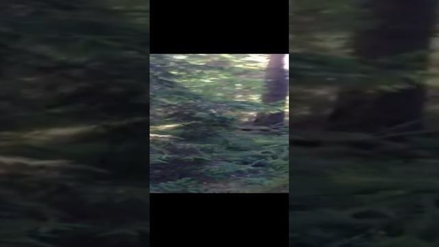 С найденного в лесу телефона.mp4