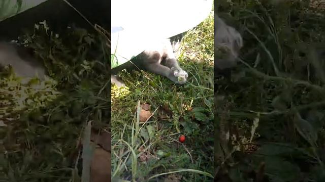 Нашли кота под бибикаром