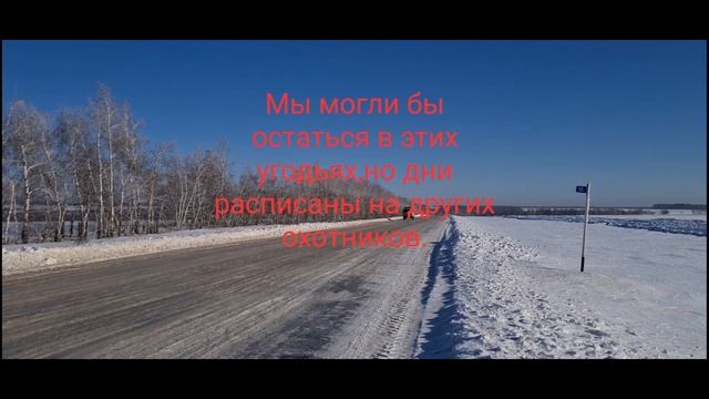 Охота на кабанов.Секач за спиной.Выстрел не думая.