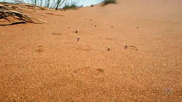 Namib Desert ecosystem