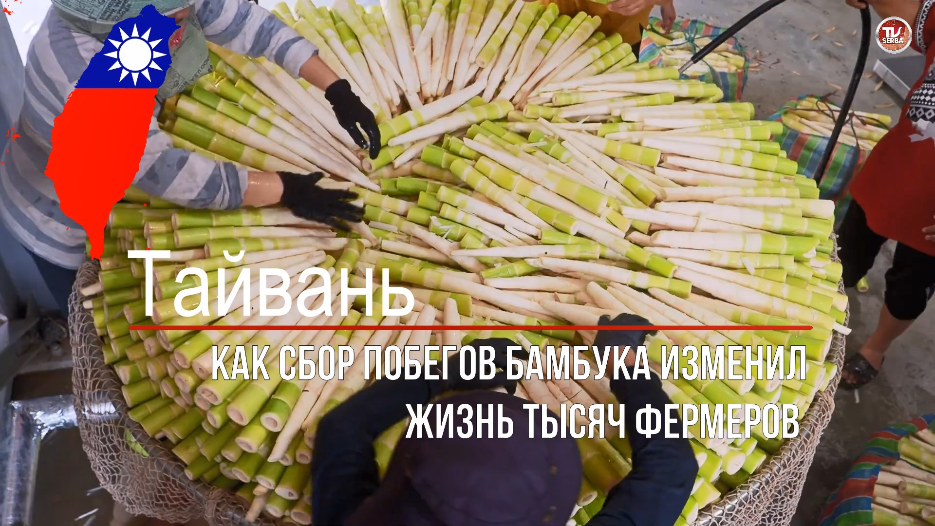 Бамбук рецепт приготовления / Как сбор побегов бамбука изменил жизнь тысяч фермеров / СербаТВ 🔴