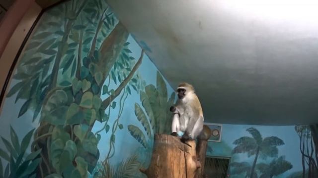Новосибирский Зоопарк / Животные/Рептилии/Насекомые/Zoo/Animals/Reptiles/Insects