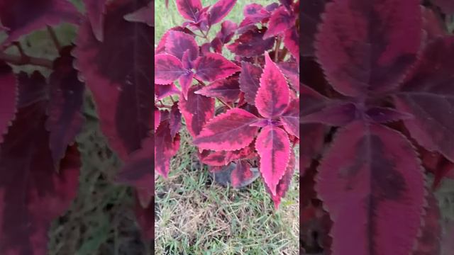 Колеус гибридный "Религиус Редиш" | Coleus hybridus "Religious Radish"