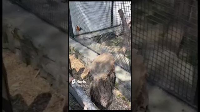 😍😄 🐾🐿🦆🐒.mp4