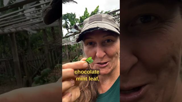 Sweet chocolate garden snack