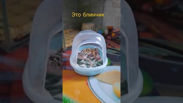 гекон без хвоста. #геккон #гекконБезХвоста