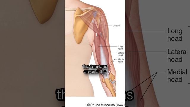 Elbow pain rehab exercise for pullups