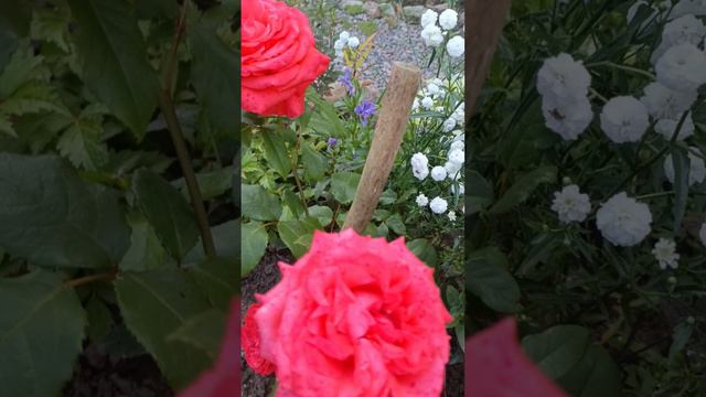 Лилия с розами
