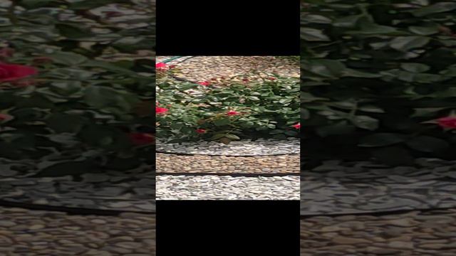 1000046186.mp4