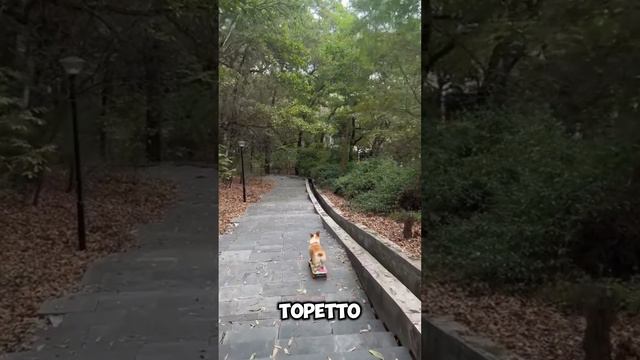 Собака на скейте пытается уйти от погони