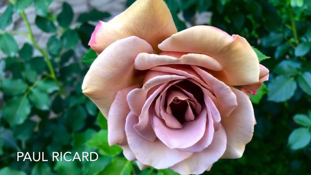 roses collection part I