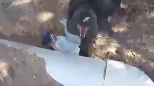 Смех лисицы!
