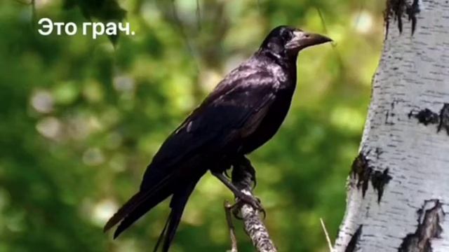 Куда и как летят птицы