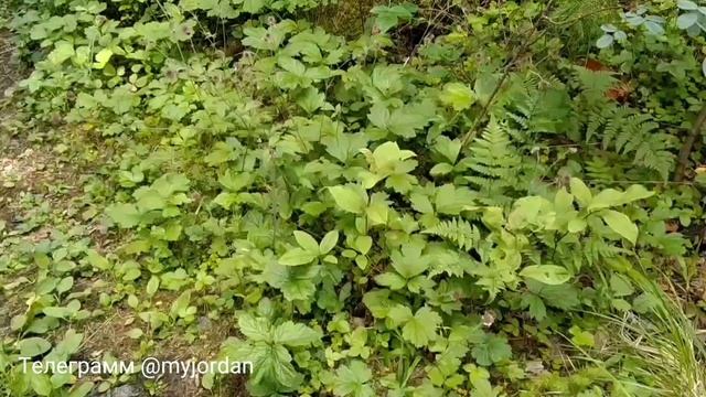 Это круче линии Маннергейма! ЗАБЫТЫЙ ФОРТ. Столетние укрепления вокруг Выборга. Опорный пункт В