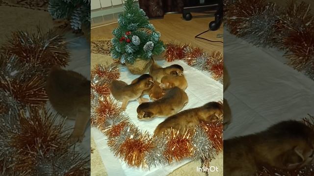 Мы Абиссинские котята, хотим найти новый дом с ЛЮБЯЩИМИ РОДИТЕЛЯМИ!!!????????.mp4