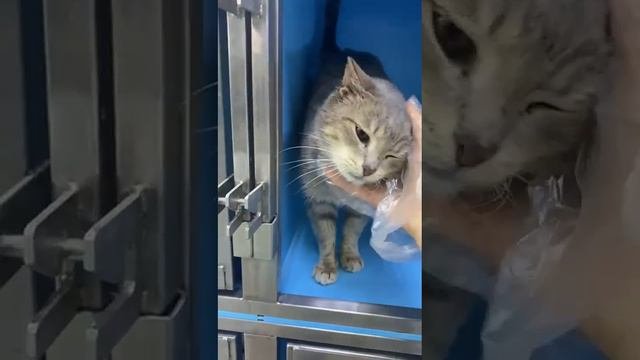 Upd.Дома❤Мега ласковая Ресничка возвращается на улицу