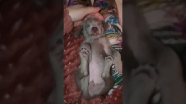 Давайте знакомиться! Я - маленькая Эстер, веймарская легавая!