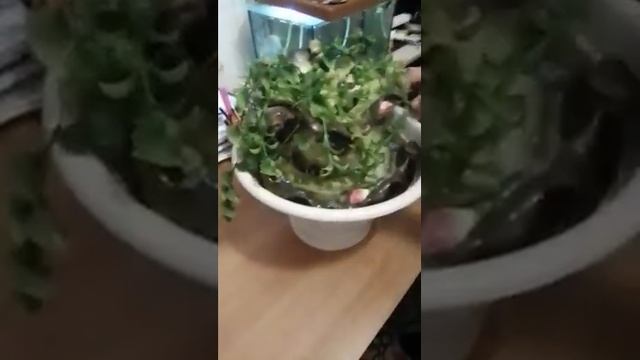 ДОМАШНИЙ ФОНТАН из заводских комплектующих  Своими руками    Еда печки самоделки математика 6 кл
