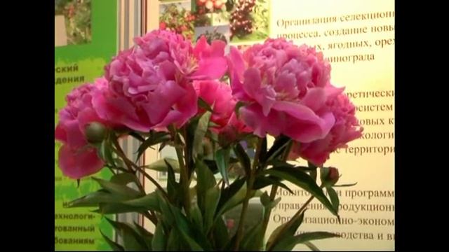 Выставка "Цветы России - 2012" в Институте Садоводства в Бирюлево