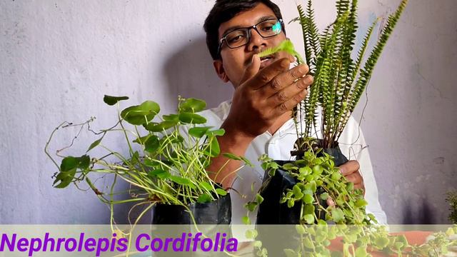 pillow plant Shield Pennywort Plant |Fishbone Fern Plant|Polyscias Dwarf Plant|by spjgarden