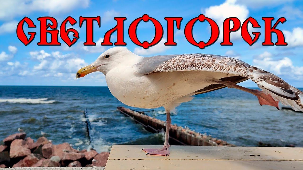 Светлогорск, июль 2024.