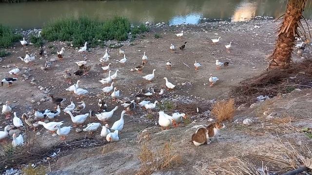 Гуси гуси! - га га га. Есть хотите? - да да да