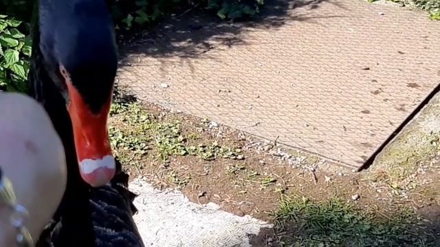 Мне черный лебедь руку целовал. Black swans.
