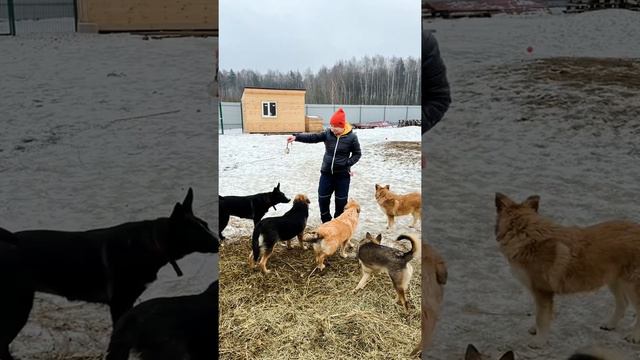 Наш приют